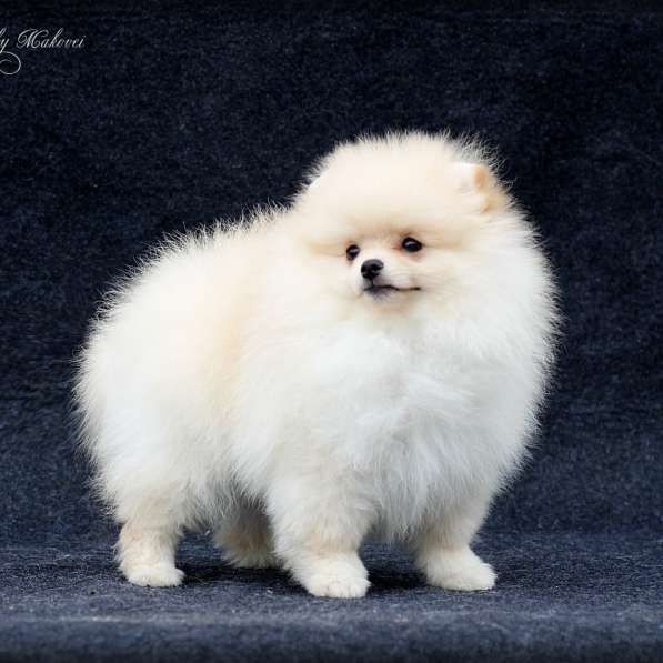 Померанский шпиц