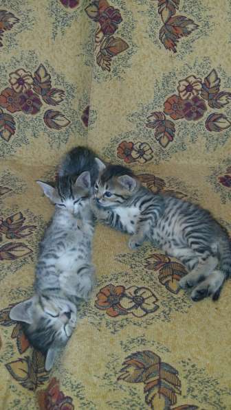 Подарю котят в Ростове-на-Дону фото 5