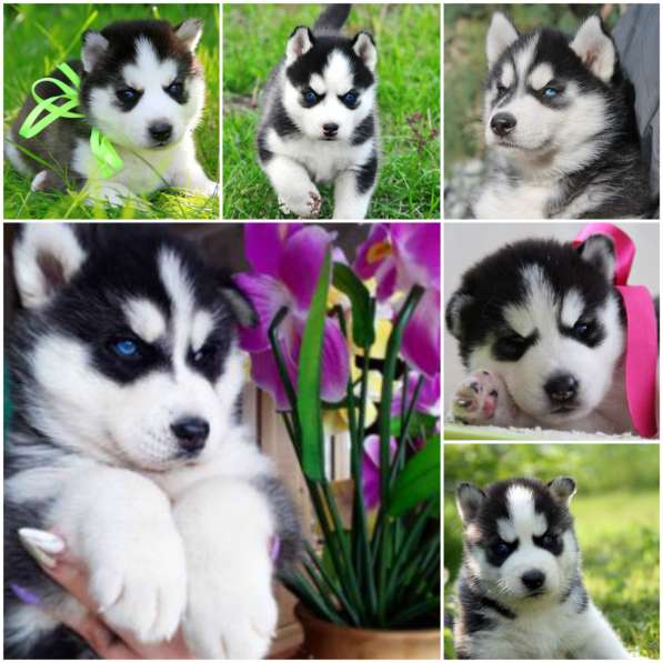 Породные перспективные щенки Сибирский хаски в Ярославле фото 3