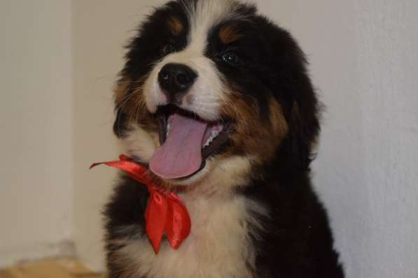 Счастье ищет дом в Перми фото 9