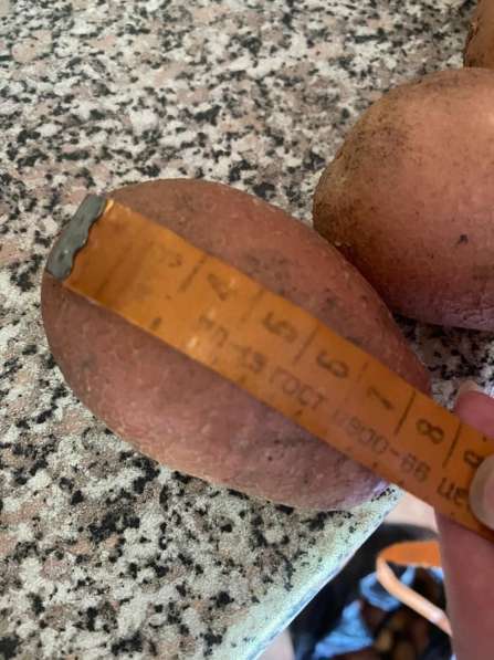 Картофель от 100 кг в Приморско-Ахтарске фото 5