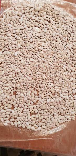 2018 New Crop 100% Natural Beans from Kyrgyzstan в фото 10