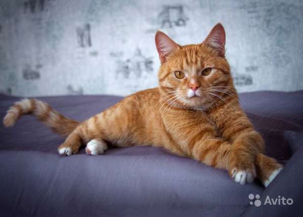 Ласковое солнышко Марсель, молодой домашний котик в Москве