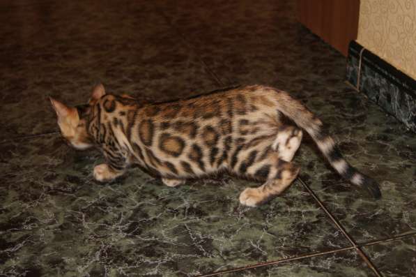 Бенгальский котенок девочка в Москве фото 3