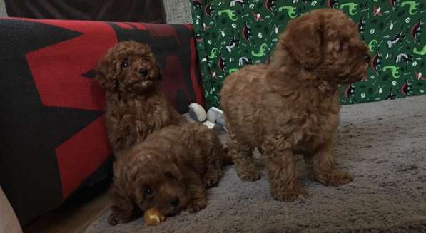 Poodle. Red boy's and girl's в фото 4