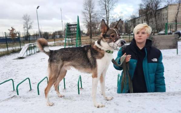 Небольшой симпатичный пёс ищет дом в Санкт-Петербурге фото 6