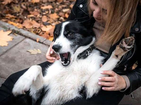 Красавец Маффин, молодой пес, метис лайки в добрые руки в Москве фото 3