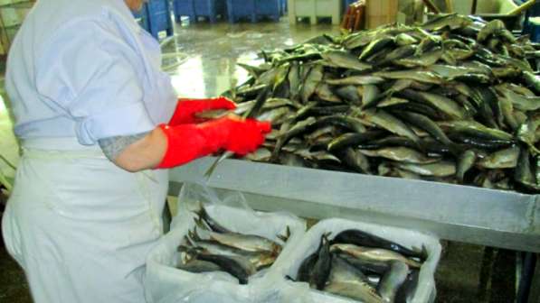 Продам действующее рыбное пищевое производство. 3 млн выручк в Москве фото 4