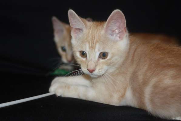 Курильский бобтейл - котята золотого окраса в Краснодаре фото 34