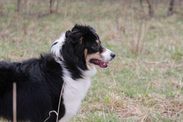 Аусси девочка продаётся в Москве фото 4