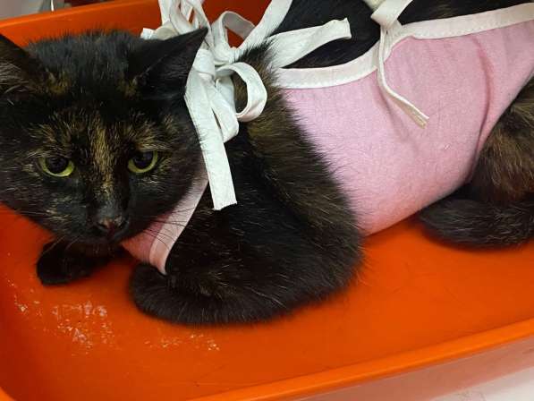 Кошечка черепахового окраса в Москве фото 12