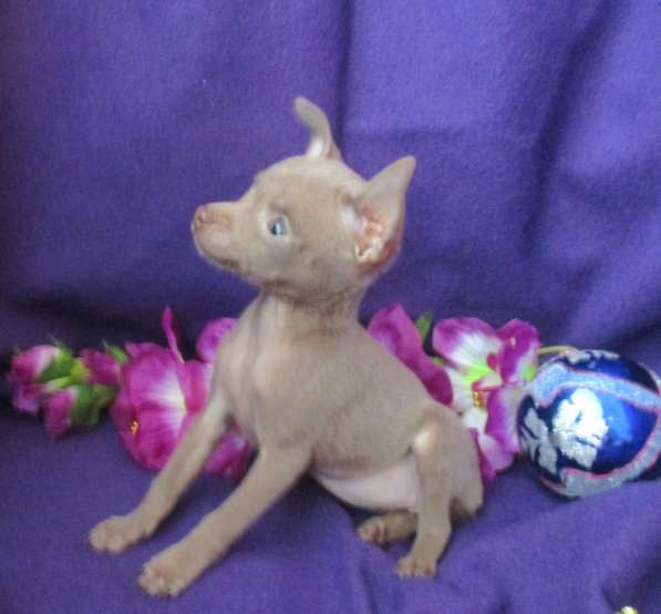 Реальные крошки в Волгограде фото 6