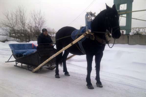 Пони и лошади на заказ в Екатеринбурге фото 6