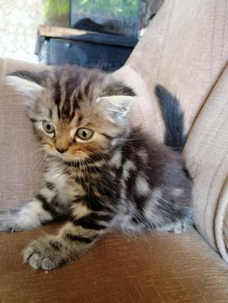 Шотландские котята в фото 26