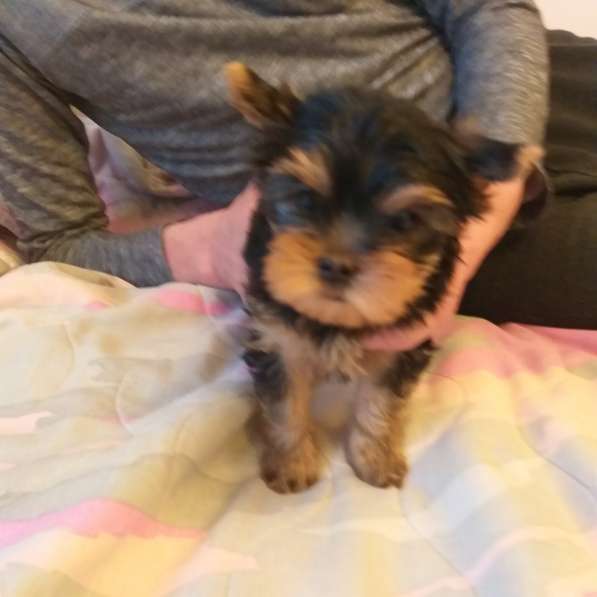 Покупка щенков в Питомник Джин Гоу Москва в Москве фото 10