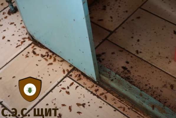 Уничтожение тараканов в Кемерове