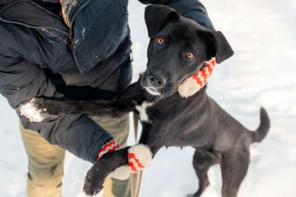 Черная собака Берта в добрые руки в Москве фото 3