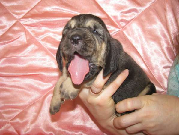 Щенки бладхаунда в Белгороде фото 5