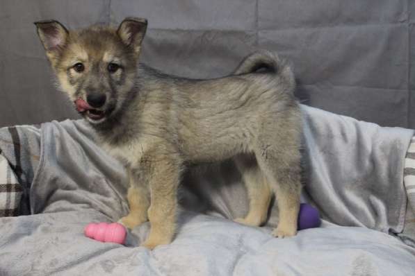 Черный щенок со звездочкой на груди в Санкт-Петербурге фото 32