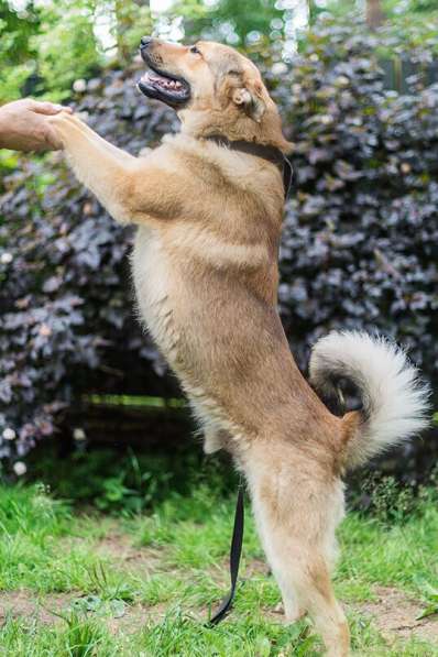 Хороший рыжий пес, лучший друг человека в Санкт-Петербурге фото 35