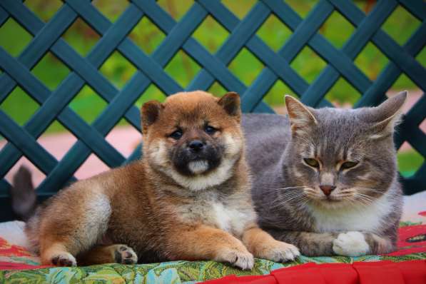 Предлагаются щенки Сиба в Уфе фото 8