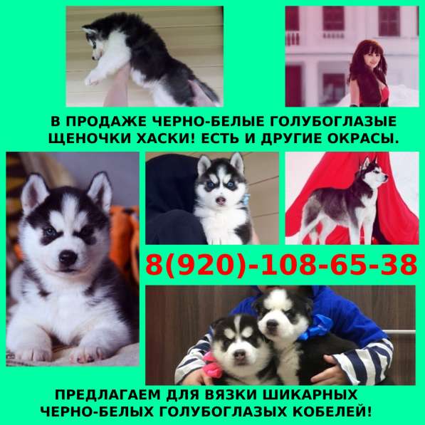 Черно-белые голубоглазые хаски
