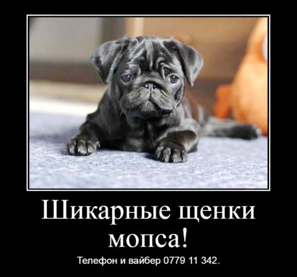 Шикарные щенки мопса ждут своих хозяев!  в фото 5