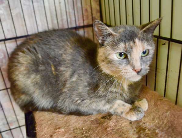 Скромная кошечка Дуня ищет дом! в Москве фото 5