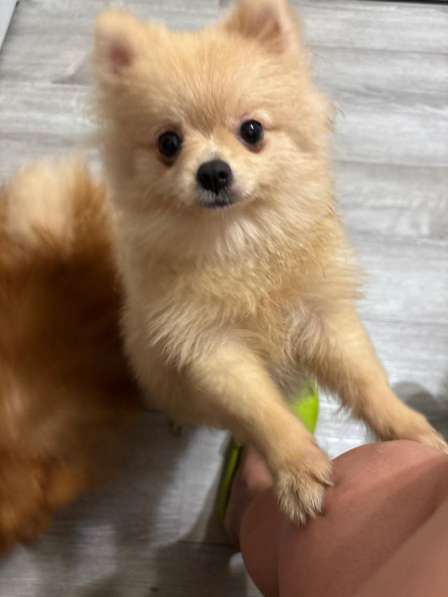 Шпиц померанец в Муроме