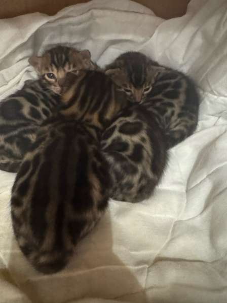 Бенгальские котята девочки