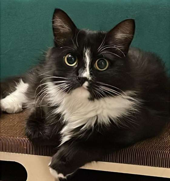 Шикарная черно-белая пушистая кошка Наоми в дар в Москве фото 5