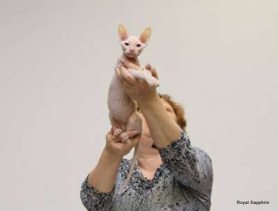 Предлагается к продаже донского сфинкс в Санкт-Петербурге фото 6