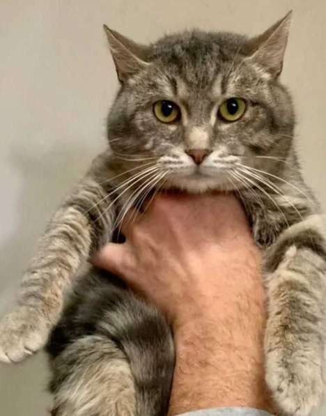 Князь Серебряный — котик Кисыч ищет дом в Москве фото 5