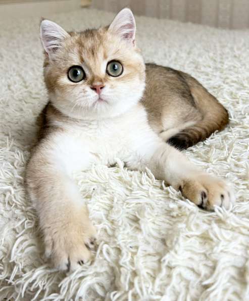 Британский мальчик в окрасе ny11