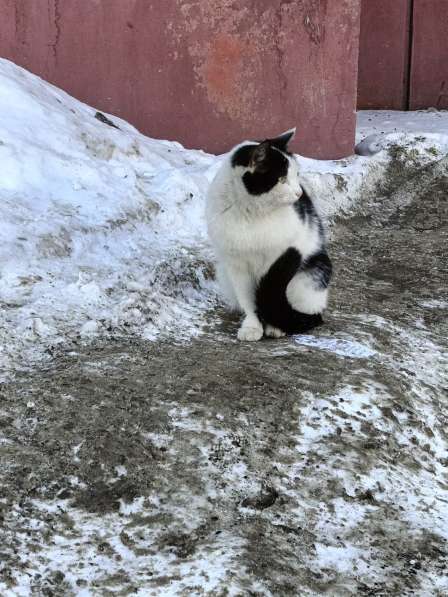 Кошка в добрые руки в Уфе