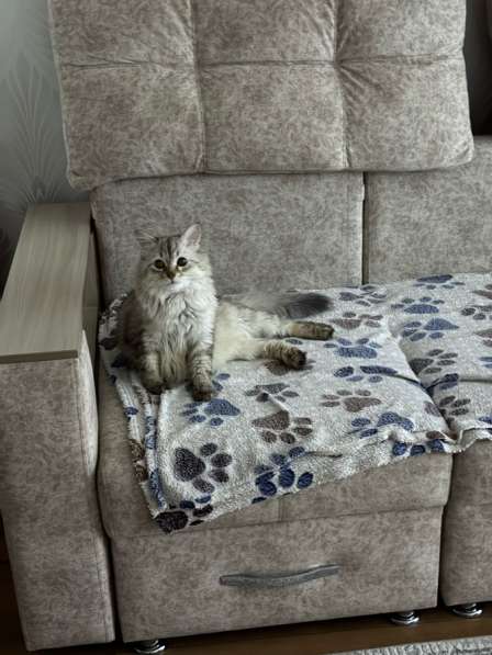 Кот в Стерлитамаке фото 3