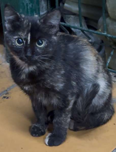 Котята рыжие и разноцветные