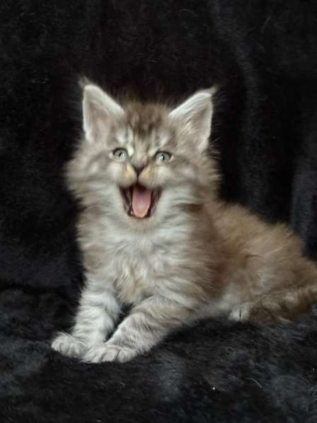 Котята мейн Кун в Калуге