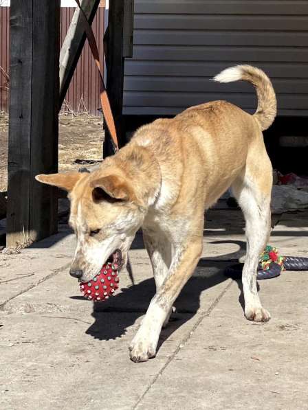 Красивый метис стаффа, 1 год в Санкт-Петербурге фото 4