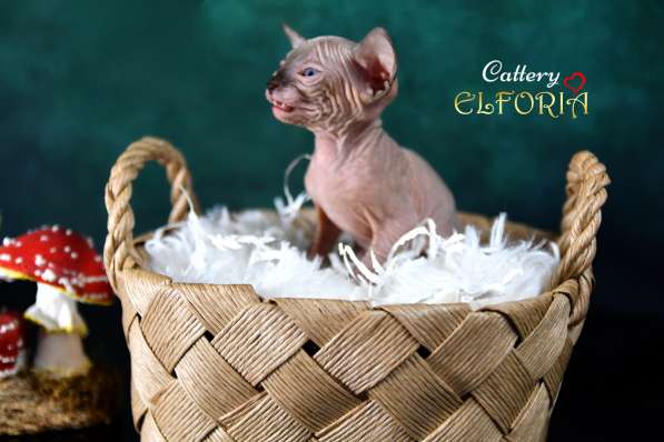 Котята Sphynx, Elf, DWELF в фото 6