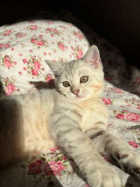 Британский котенок в Казани