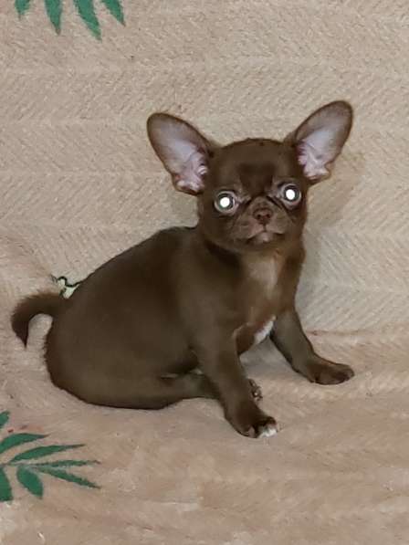 Chihuahua. Chocolate boy