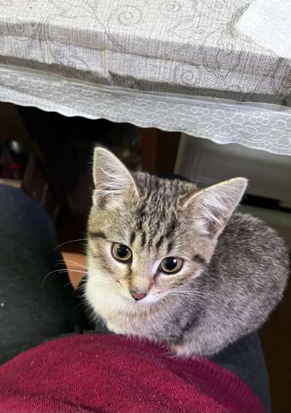 Это Салинка! Чудесная нежная девочка! в Москве фото 4