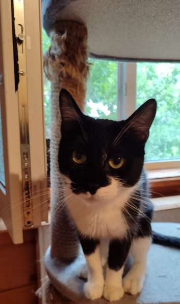 Котик Рембик в Москве фото 4