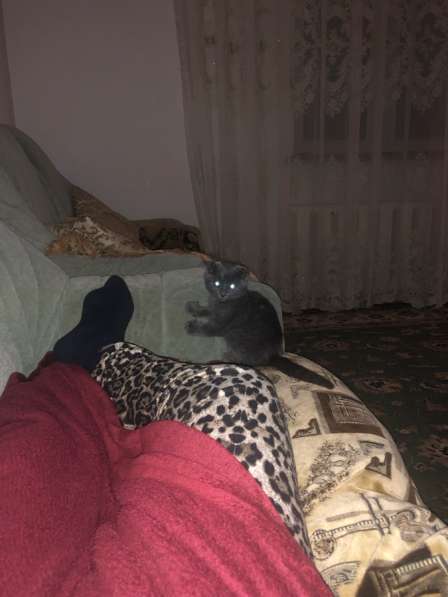 Шотландский котенок в Махачкале фото 3