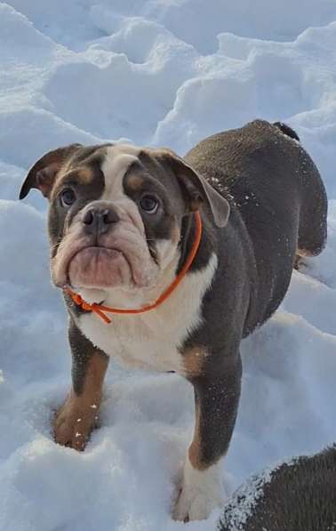 Английские Бульдоги