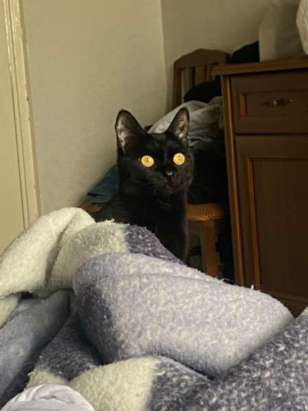 Кошка в добрые руки в Санкт-Петербурге фото 5