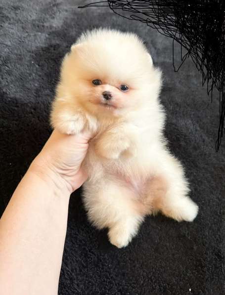Pomeranski Mini Shpic Pomeranian Spitz Померанские Мини шпиц в фото 25