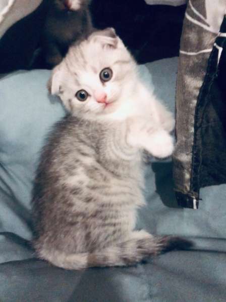 Котята вислоухие шотландские в Ставрополе фото 8