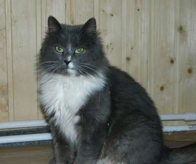 Отдам даром Пушистая красавица ищет дом!
